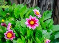 Dahlia flowers near the wooden wall