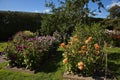 Dahlia flowers in the palace garden of Egeskov near Kvaerndrup, island of Funen, Denmark