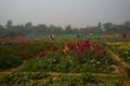 Dahlia flowers , Dahlia pinnata bushy, tuberous, herbaceous perennial plants being harvested in floricultural field at Khirai, Royalty Free Stock Photo