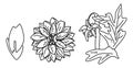 Dahlia flowers set in hand drawn vector style, isolated floral element on white background. Can be used for cards, invitations, Royalty Free Stock Photo