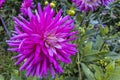 Large head of deep pink cactus dahlia flower in a garden close-up. Royalty Free Stock Photo