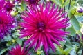 Large head of deep pink cactus dahlia flower in a garden close-up. Royalty Free Stock Photo