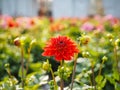Dahlia flowers sprouting with buds in a greenhouse field