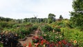 Dahlia flowers in Botanical Garden of Malmo in Sweden Royalty Free Stock Photo