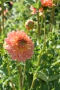 Dahlia `Gabrielle Marie` in bloom