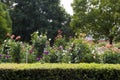 Dahlia Garden at the Adelaide Botanic Garden, South Australia