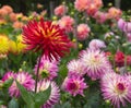 Dahlia garden Royalty Free Stock Photo