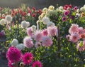 Dahlia garden sunset. Back light. Royalty Free Stock Photo