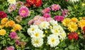 Dahlia garden in various colors Royalty Free Stock Photo