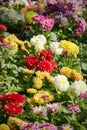 Dahlia garden in various colors Royalty Free Stock Photo