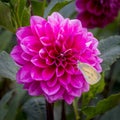 Dahlia