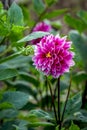 Dahlia