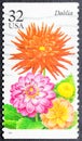 Dahlia, a genus of bushy, tuberous, herbaceous perennial plants native to Mexico and Central America