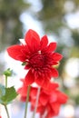 Dahlia is a genus of bushy, tuberous, herbaceous perennial plants native to Mexico and Central America. A member of the Asteraceae