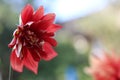 Dahlia is a genus of bushy, tuberous, herbaceous perennial plants native to Mexico and Central America. A member of the Asteraceae
