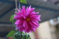 Dahlia is a genus of bushy, tuberous, herbaceous perennial plants native to Mexico and Central America. A member of the Asteraceae