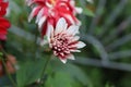 Dahlia is a genus of bushy, tuberous, herbaceous perennial plants native to Mexico and Central America. A member of the Asteraceae