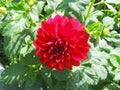 Red Dahlia flower at Punjab