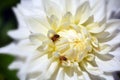 Dahlia is a genus of bushy, tuberous, perennial plants Royalty Free Stock Photo