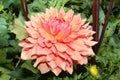 Dahlia is a genus of bushy, tuberous, perennial plants native to Mexico,