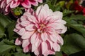 Dahlia. Genus of plants of the Asteraceae family