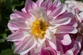 Dahlia. Genus of plants of the Asteraceae family