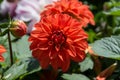 Dahlia. Genus of plants of the Asteraceae family