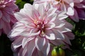 Dahlia. Genus of plants of the Asteraceae family