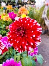 Dahlia red and white flower photography background bright colours