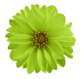 Dahlia green-yellow flower on a white isolated background with clipping path. Closeup no shadows. Garden flower. Royalty Free Stock Photo