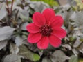 Dahlia 'Happy Days Cherry Red'