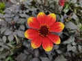 Dahlia 'Happy Days Orange Red'