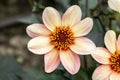 Dahlia `Happy Single First Love`