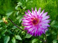 Dahlia `Hayley Jane` blooming in summer. Royalty Free Stock Photo