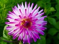 Dahlia `Hayley Jane` blooming in summer. Royalty Free Stock Photo