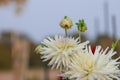 Dahlia Henriette flowers close up shot