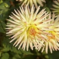 Dahlia hybid, late summer flower Royalty Free Stock Photo