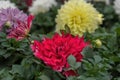 Dahlia Hybrid, an ornamental plant with large flowers used in landscape design due to their beauty and variety of colors Royalty Free Stock Photo