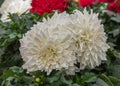 Dahlia Hybrid, an ornamental plant with very large flowers create beautiful bouquets and arrangements Royalty Free Stock Photo