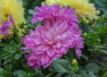 Dahlia Hybrid, an ornamental plant with very large flowers making the garden even more picturesque and create beautiful bouquets Royalty Free Stock Photo