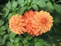 Dahlia Hypnotica Orange Tequila sunrise.