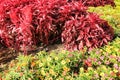 Dahlia and Hypoestes flowers in the garden