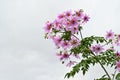 Dahlia imperialis  Tree dahlia  flowers. Royalty Free Stock Photo