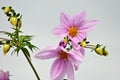 Dahlia imperialis  Tree dahlia  flowers. Royalty Free Stock Photo