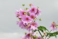 Dahlia imperialis  Tree dahlia  flowers. Royalty Free Stock Photo