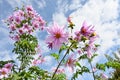 Dahlia imperialis  Tree dahlia  flowers. Royalty Free Stock Photo