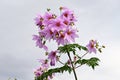 Dahlia imperialis  Tree dahlia  flowers. Royalty Free Stock Photo