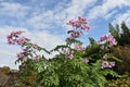 Dahlia imperialis  Tree dahlia  flowers. Royalty Free Stock Photo