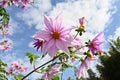 Dahlia imperialis  Tree dahlia  flowers. Royalty Free Stock Photo