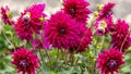 Dahlia with an intense colour. Flowers for gardens, parks, balconies, terraces, rooms, for beds and as a cut flower in the vase